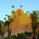 56- Rideaux de lianes sur la mangrove 